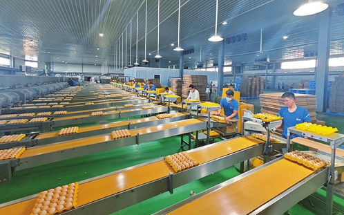 山西临猗鸡蛋工厂 网络技术服务助力现代农业科技升级